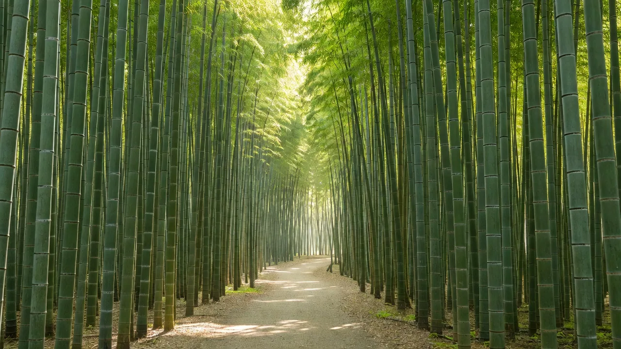 嵐山の竹林